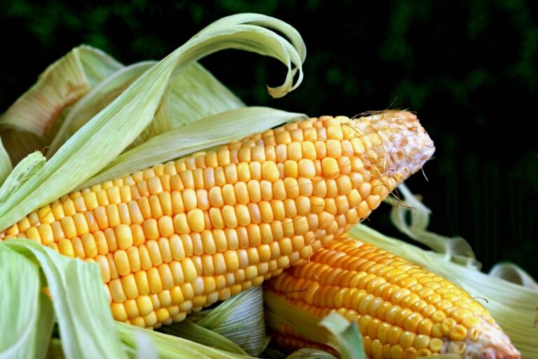 What Peeling An Ear Of Corn Can Teach You About Affiliate Marketing